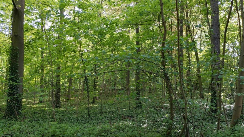 Parc départemental Jean Moulin-les-Guilands 4