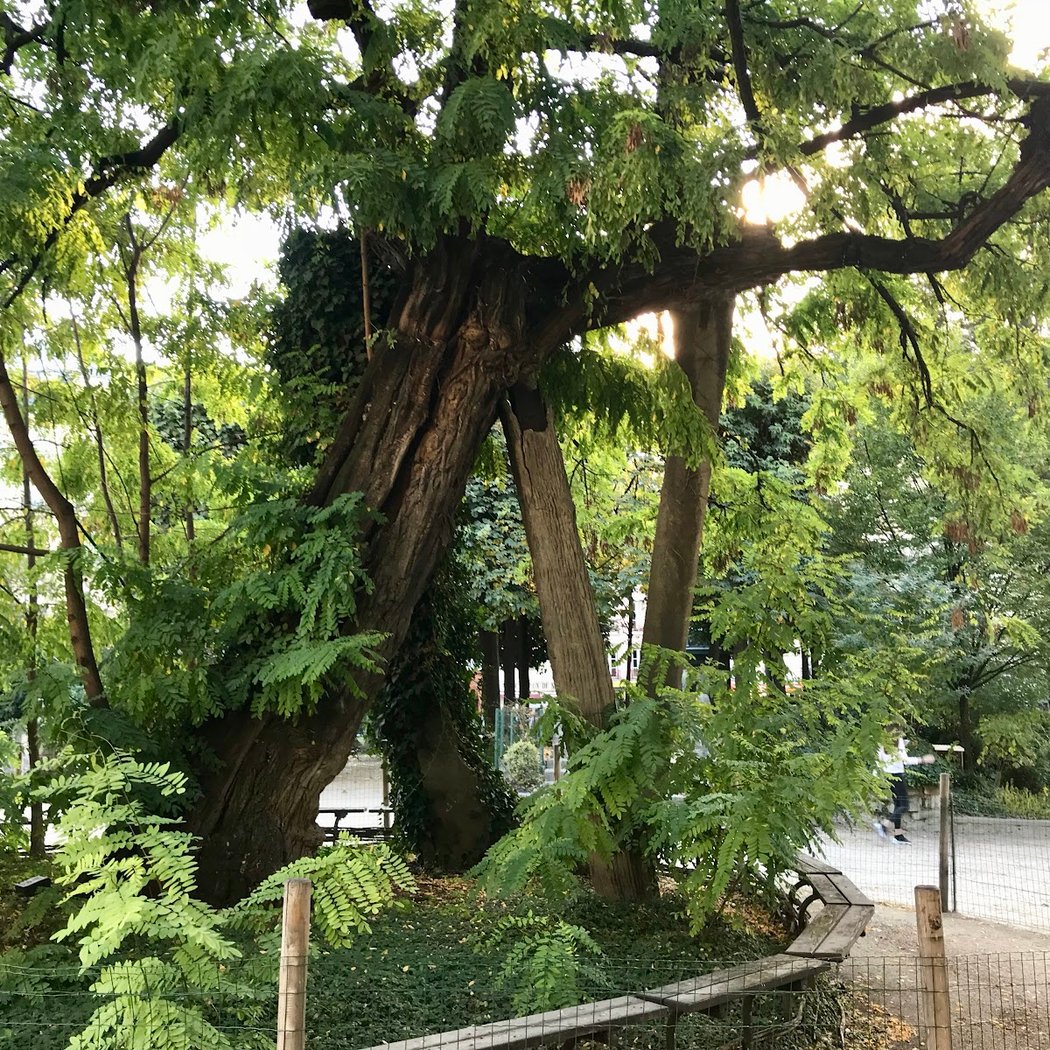 The Oldest Tree in Paris 1
