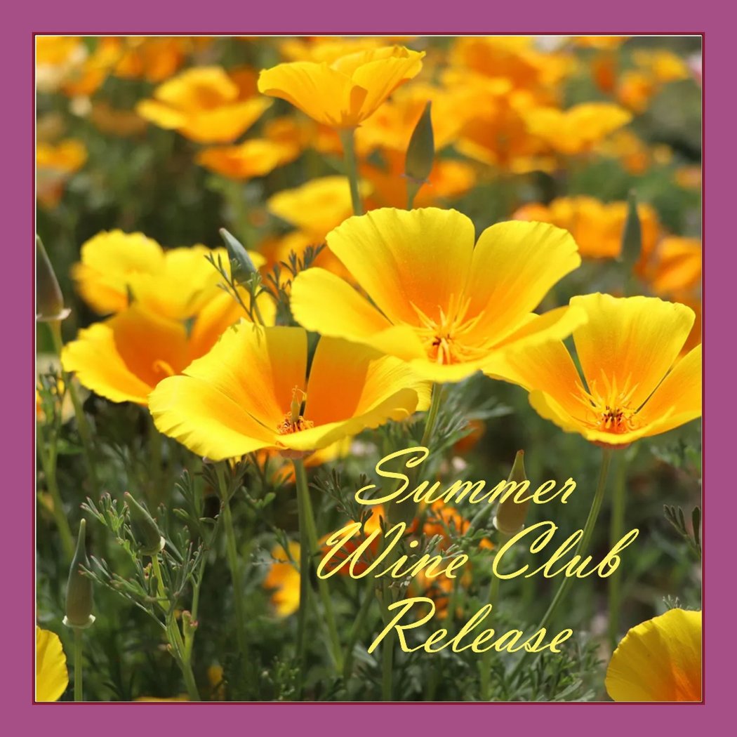 Live Music and Summer Wine Release 1