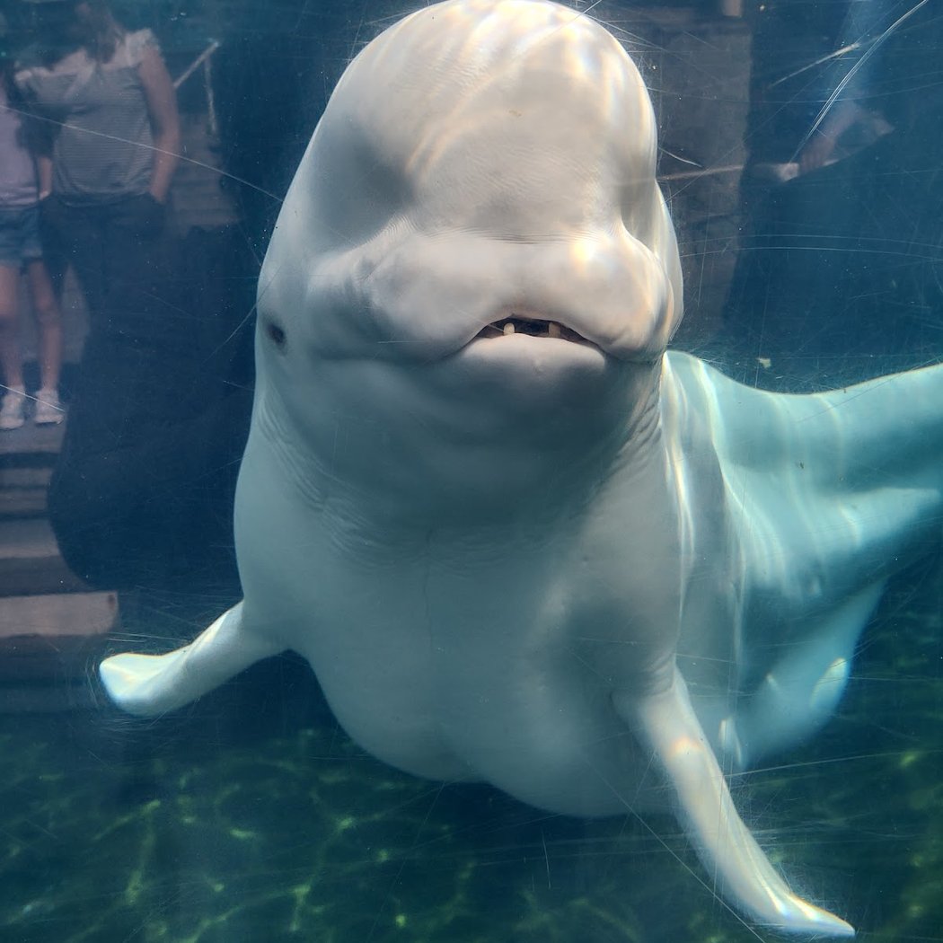 Mystic Aquarium 4
