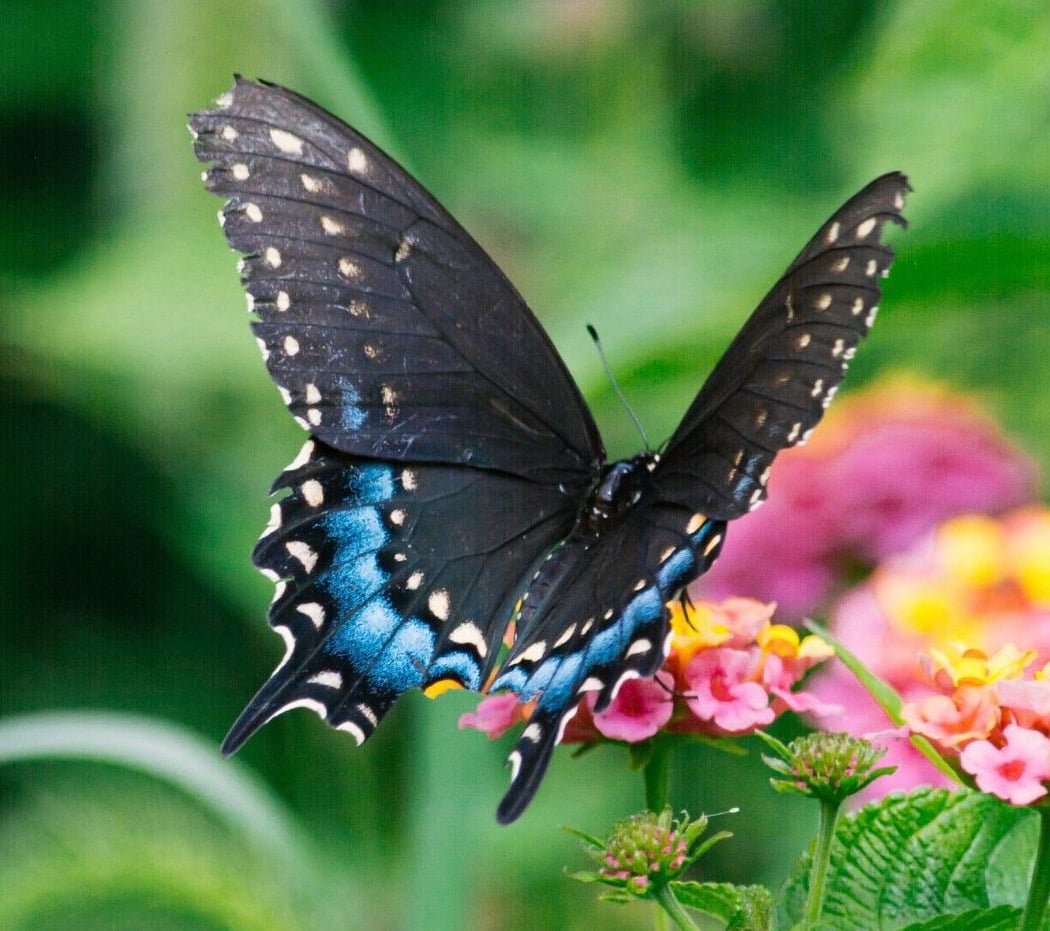 SOAR: Tropical Butterflies