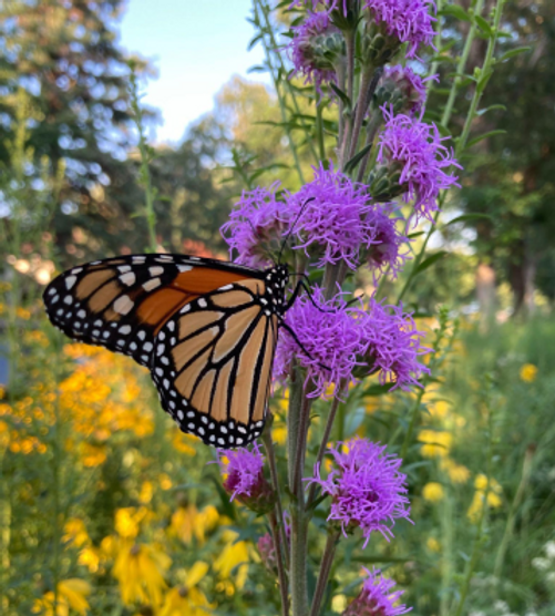 Nokomis Naturescape Gardening Volunteer Session 2