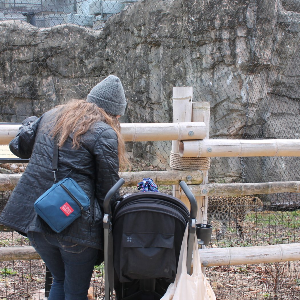 Stroller Safaris 2