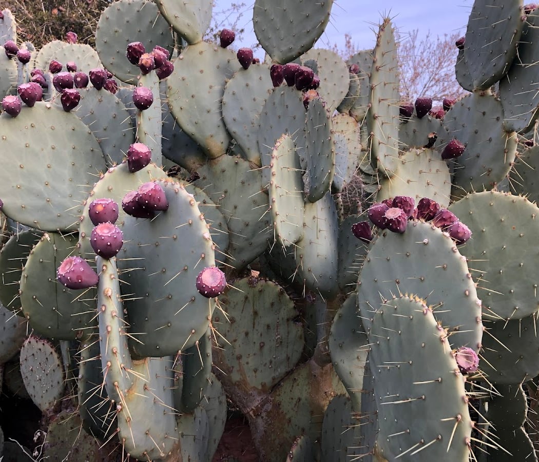 Desert Gardening 101 3
