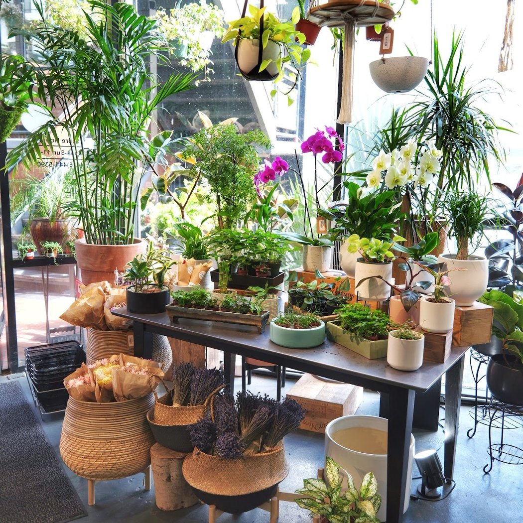SF Plants 1