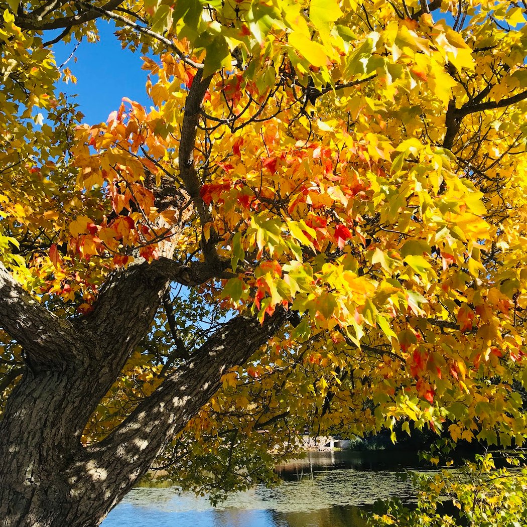 Ames Long Pond 2