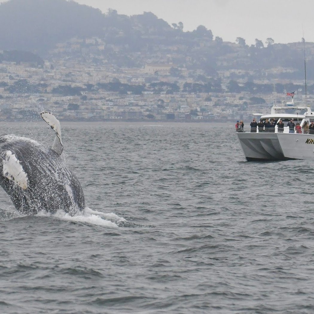 San Francisco Whale Tours 1