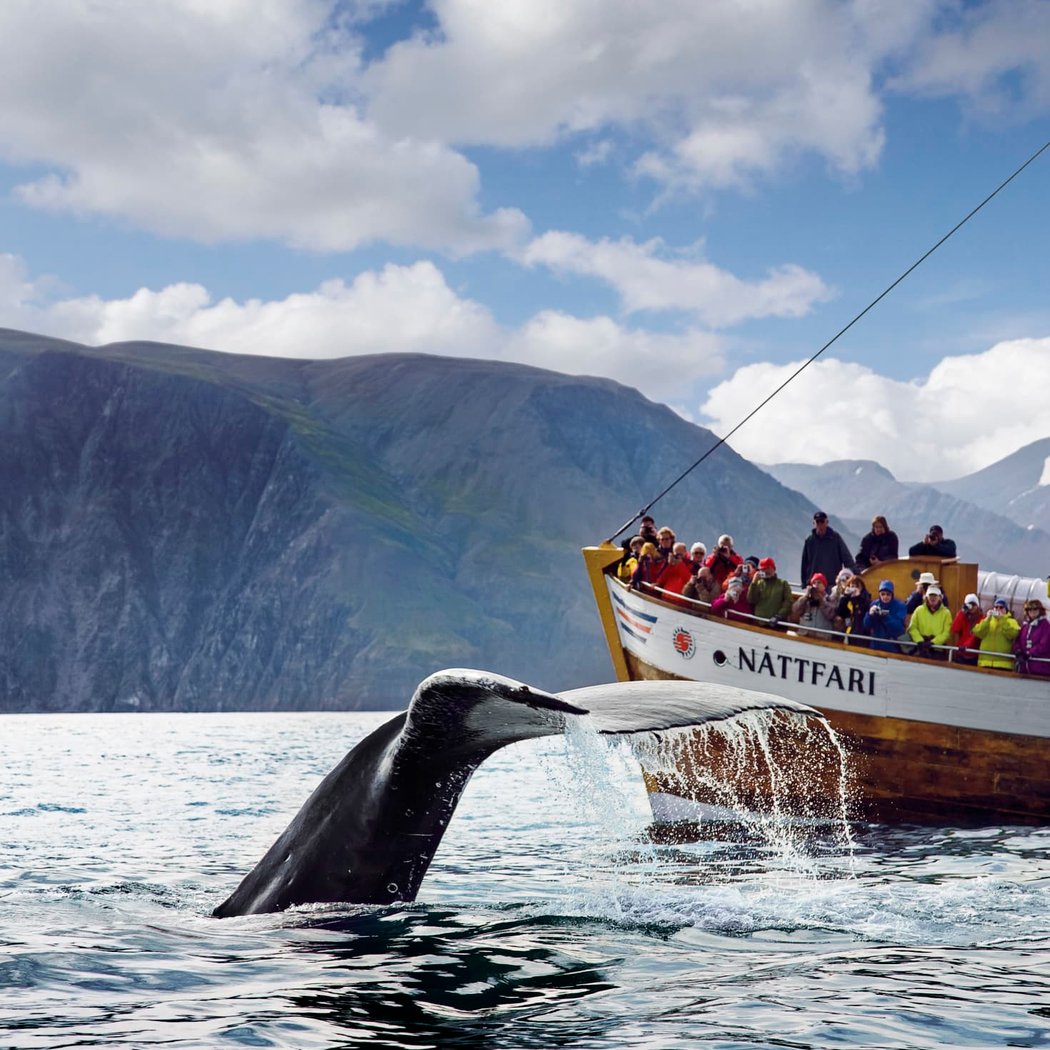 Silent Whale Watching (Carbon-Neutral) 1