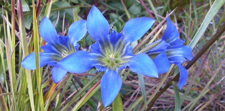 Wildflower Walk 3
