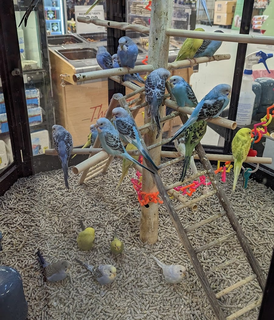 Petco 1