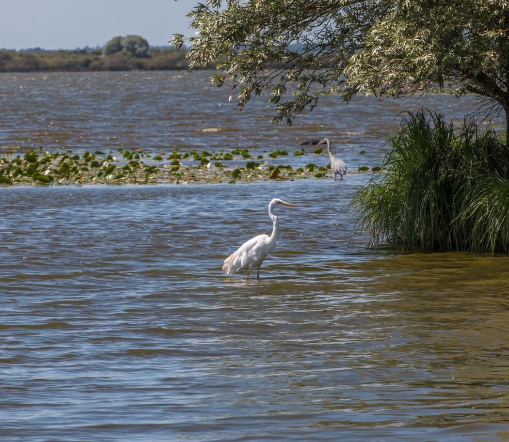 Lac de Grand-Lieu 1