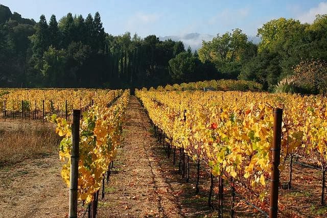 Portola Vineyards 1