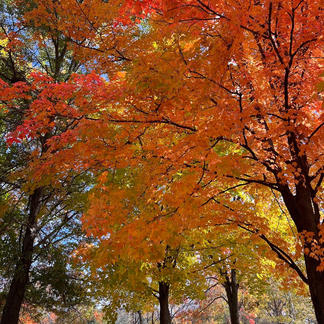 Journey to the Sugarbush 1