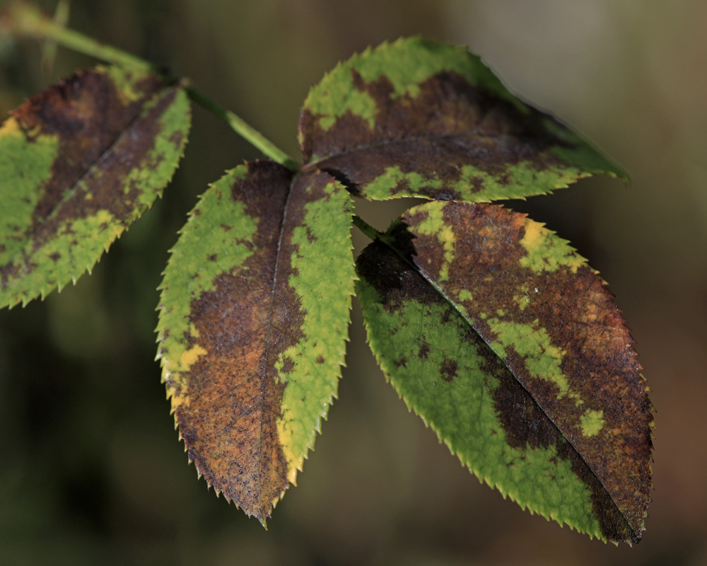 Sick Plant Clinic 1