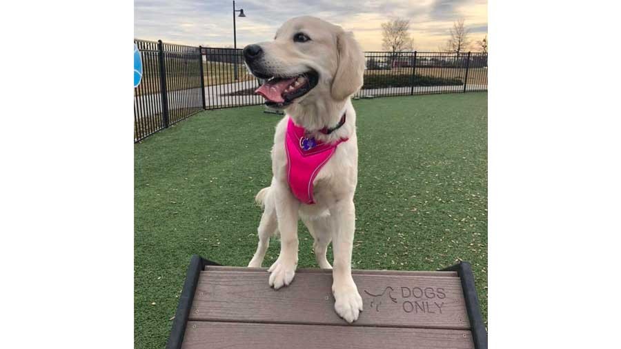 Dog Park at Clay Terrace 1