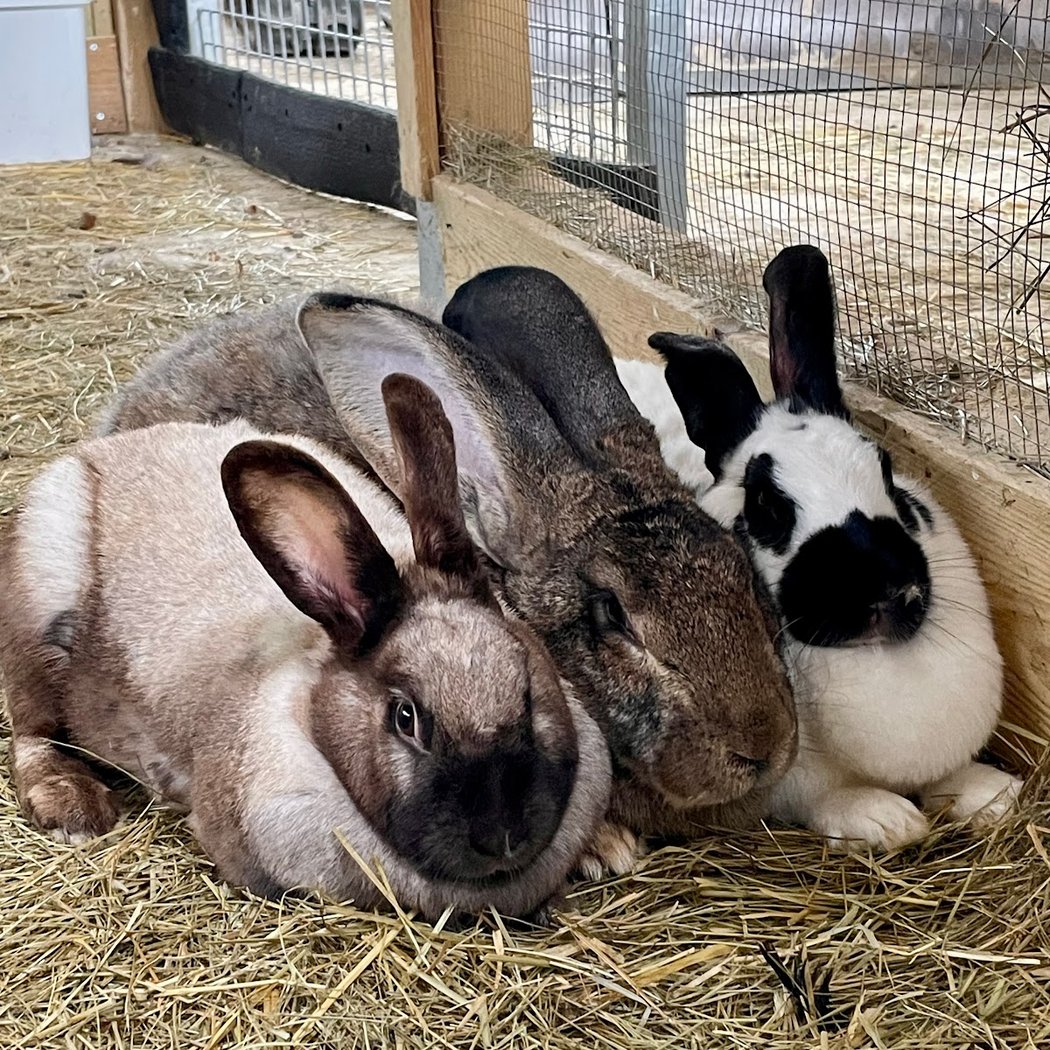 Les Ani’Maurice Ferme Pédagogique 2