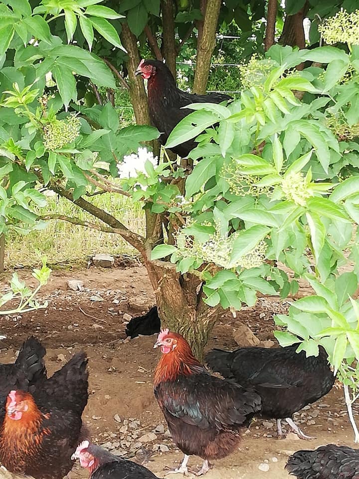 Visite de la ferme Pam'Plumes 3
