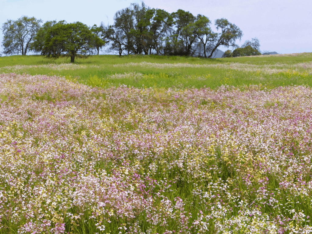 Sonoma Valley Regional Park 2