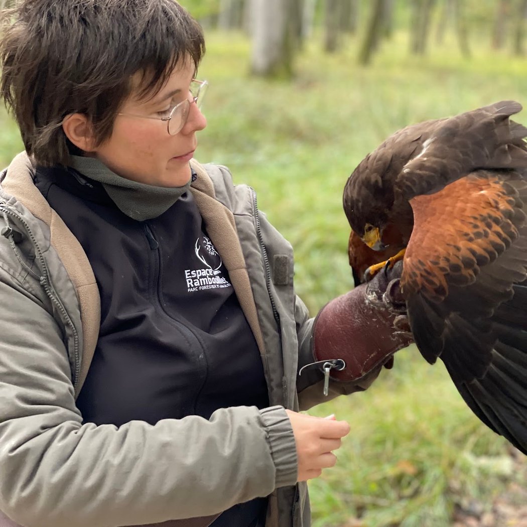Démonstration de vol libre des rapaces 4