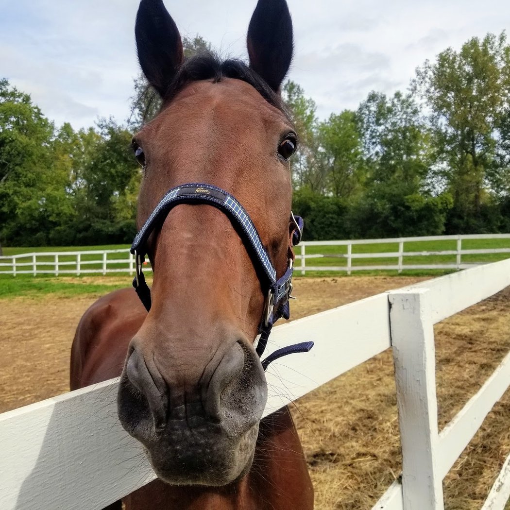 Sunshine Horses Inc. 1