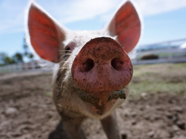 Charlie's Acres Farm Animal Sanctuary 3