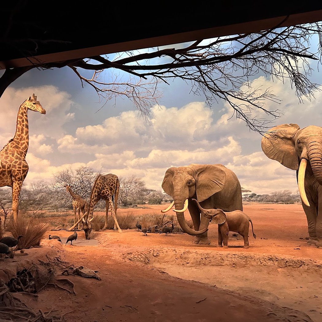 Reframing Dioramas: The Art of Preserving Wilderness