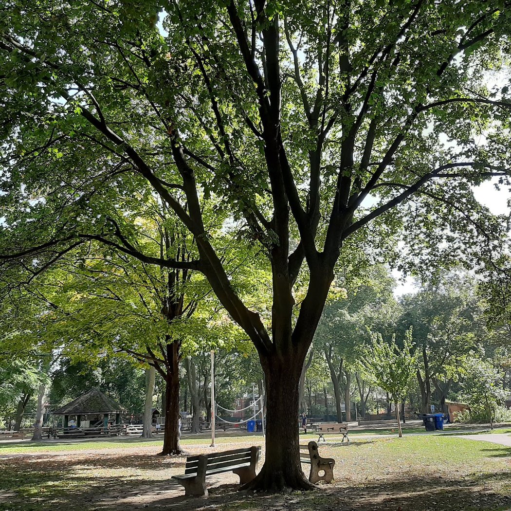 Dufferin Grove Park 1
