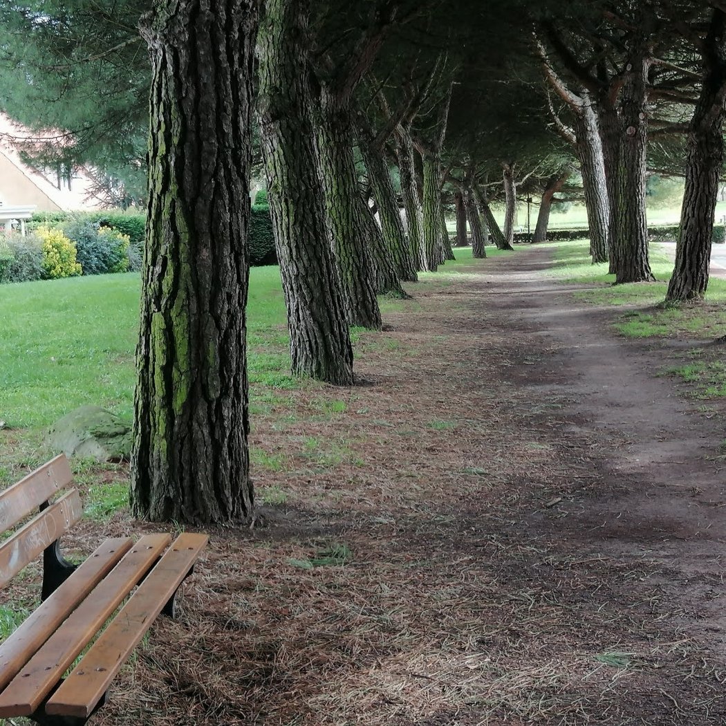 Balade des pins 1