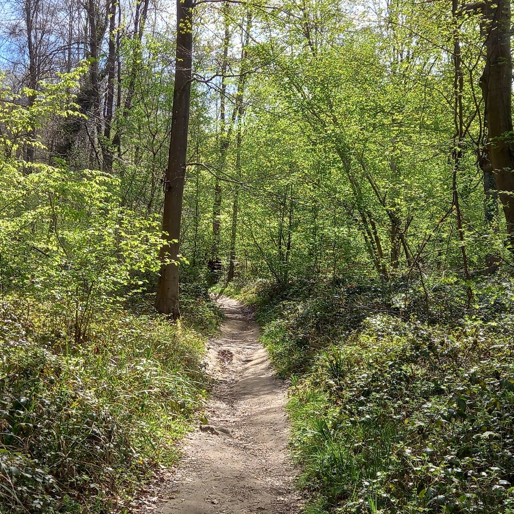 Foret de Saint Gobain 2