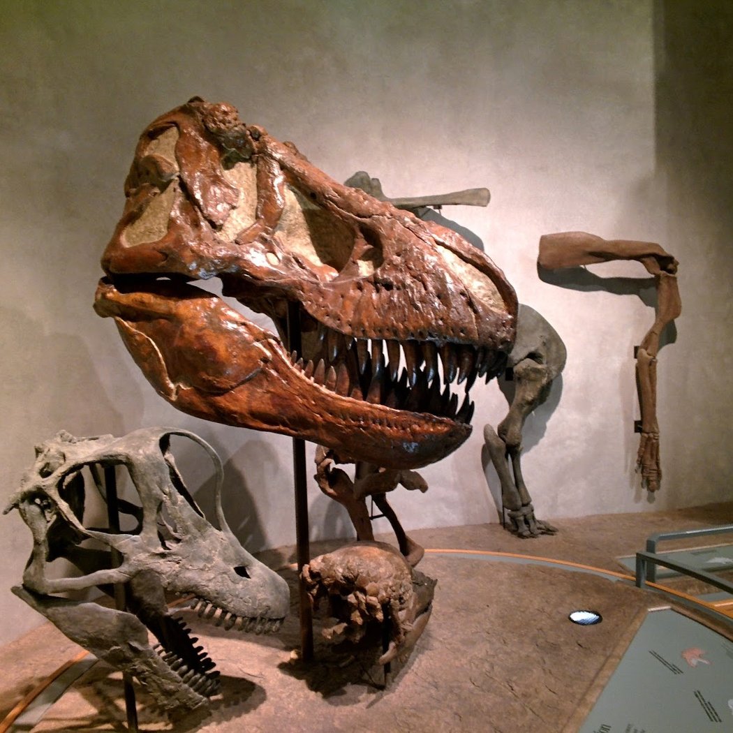 Denver Museum of Nature & Science 3