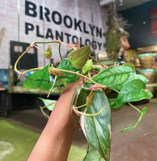 Brooklyn Plantology by Lapide 2