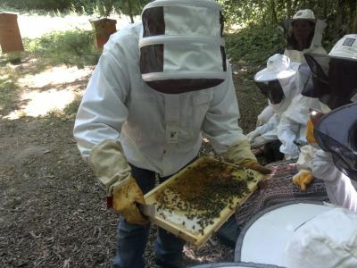 La maison des abeilles 1