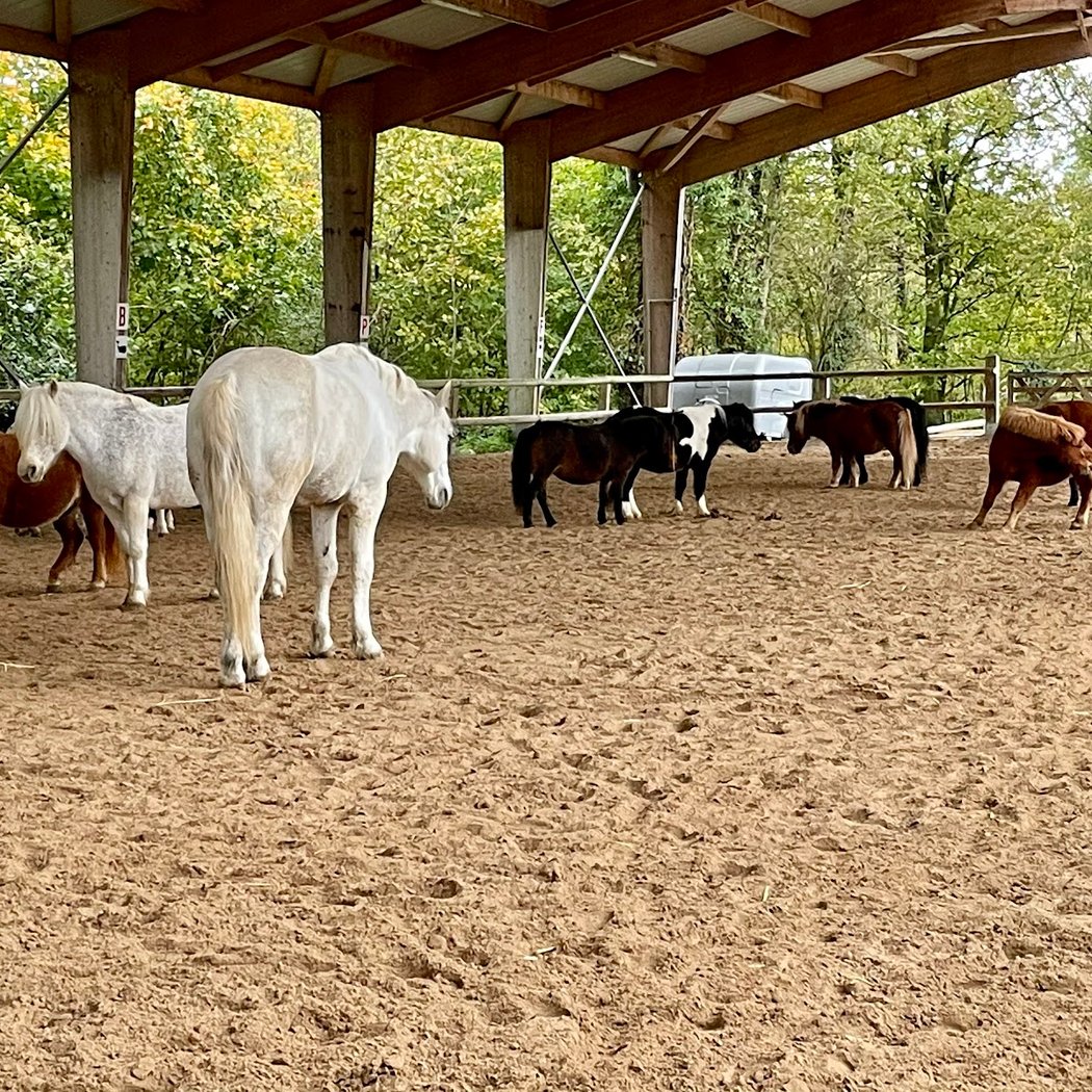 stage découverte du poney 1