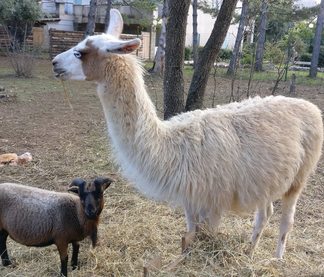 🐺🦚 Parc Animalier de Ginasservis (PAG) 🐪🦜 I Var 3