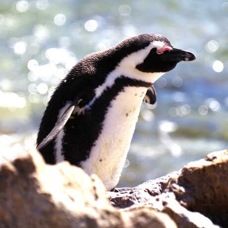 Penguin Feeding 1