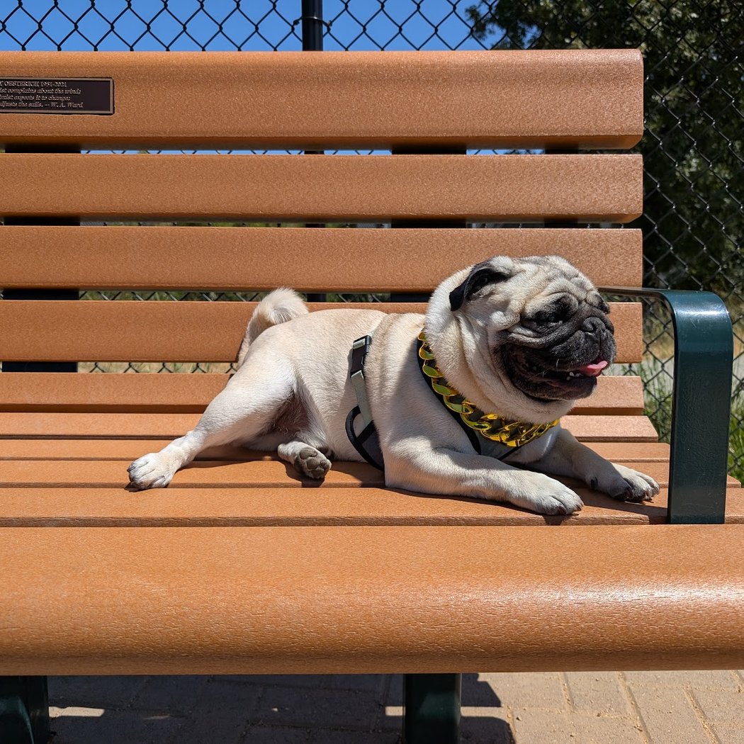 Dog Park | Piper Park 3