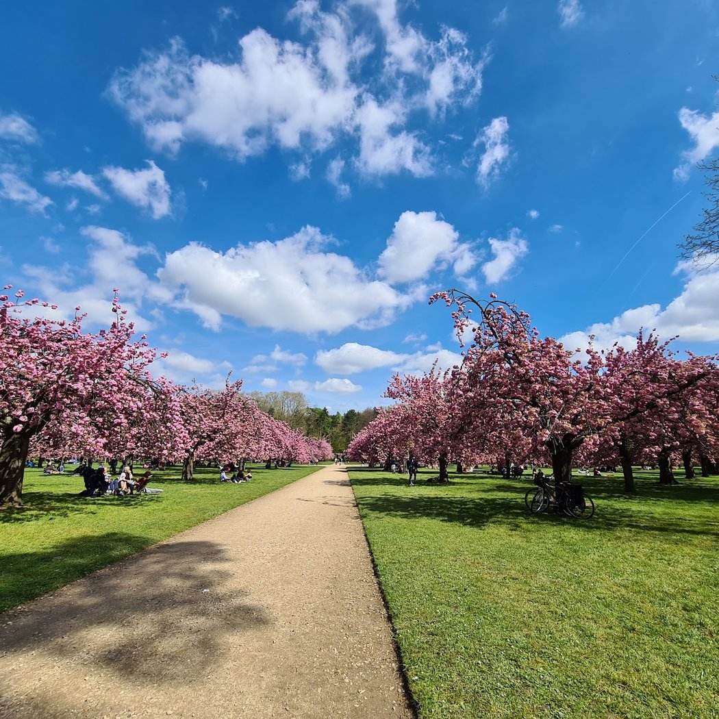 Visite au Domaine de Sceaux pour le Hanami 1