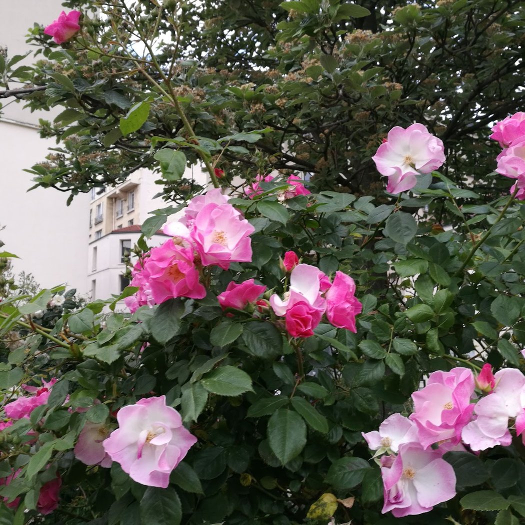 Jardin ouvert la nuit 1