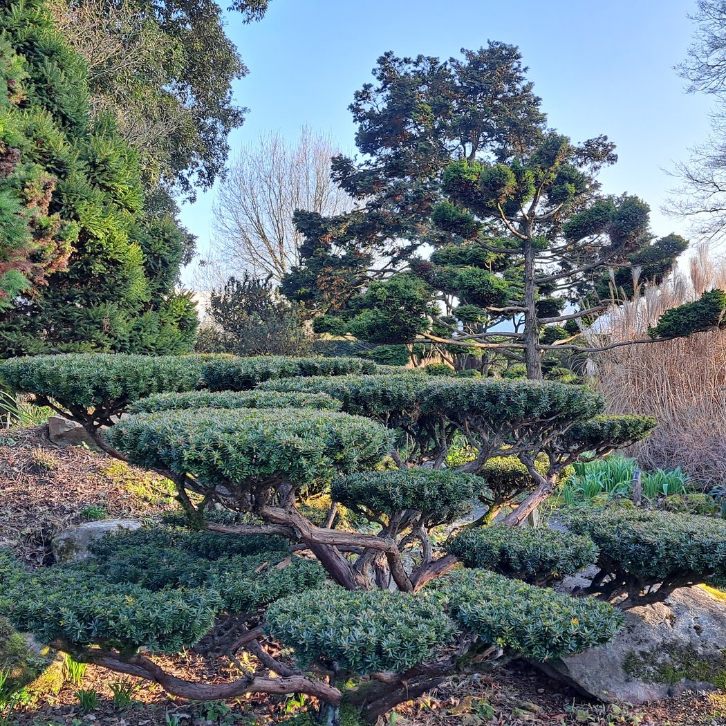Japanese Garden 3