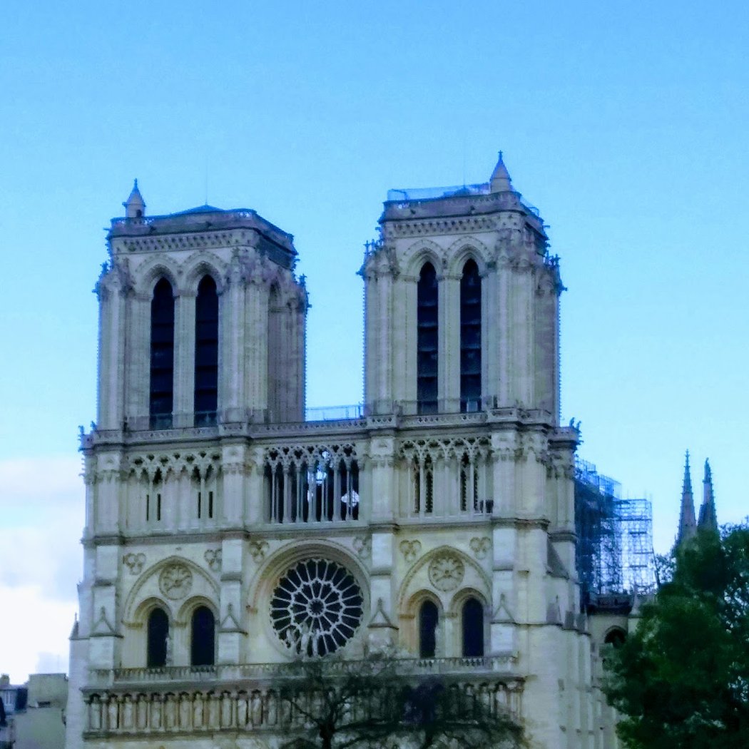 Paris Palms 2