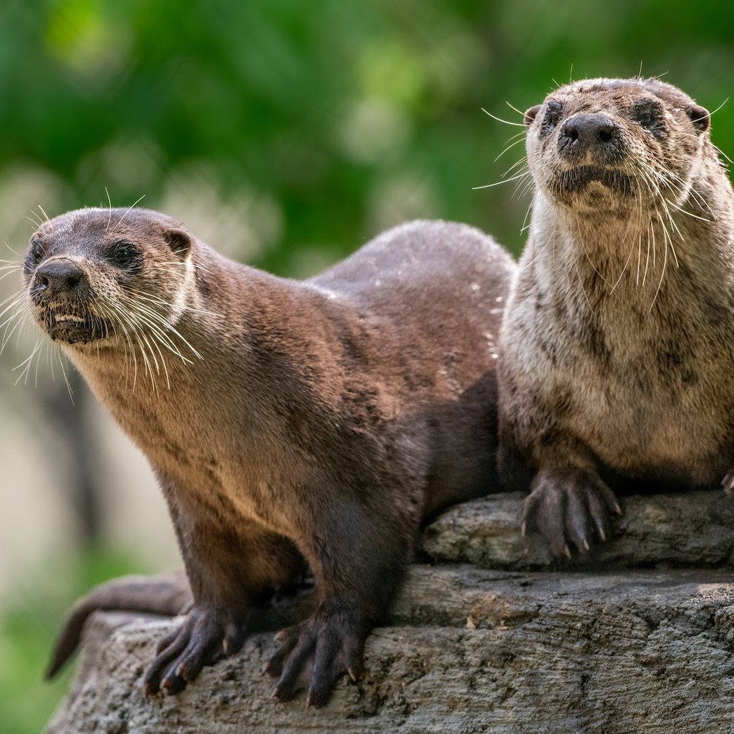 Ecomuseum Zoo 3