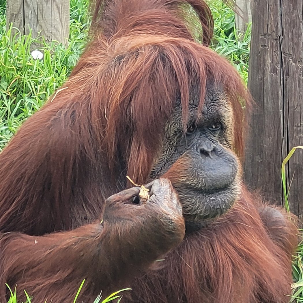 Touroparc Zoo 3