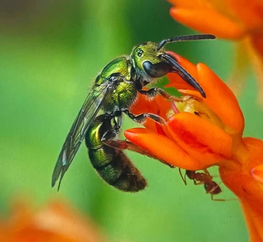 Bee the Solution: Community Science with The Bee Conservancy 2