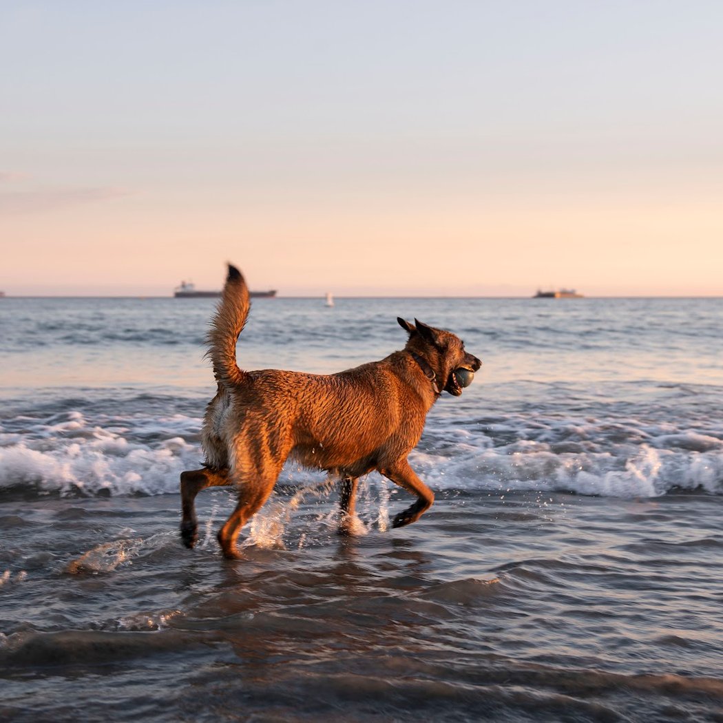 Rosie's Dog Beach 1