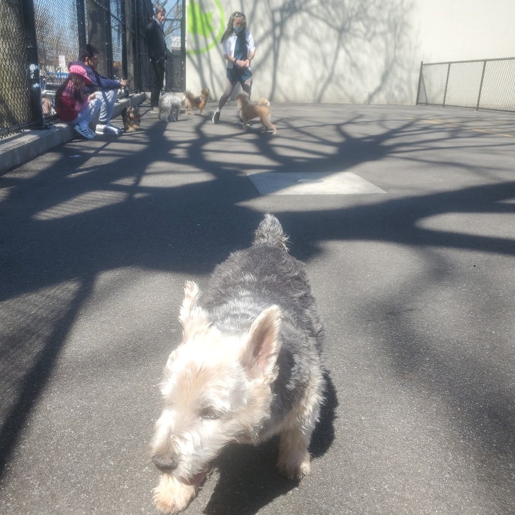 Travers Dog Run 2