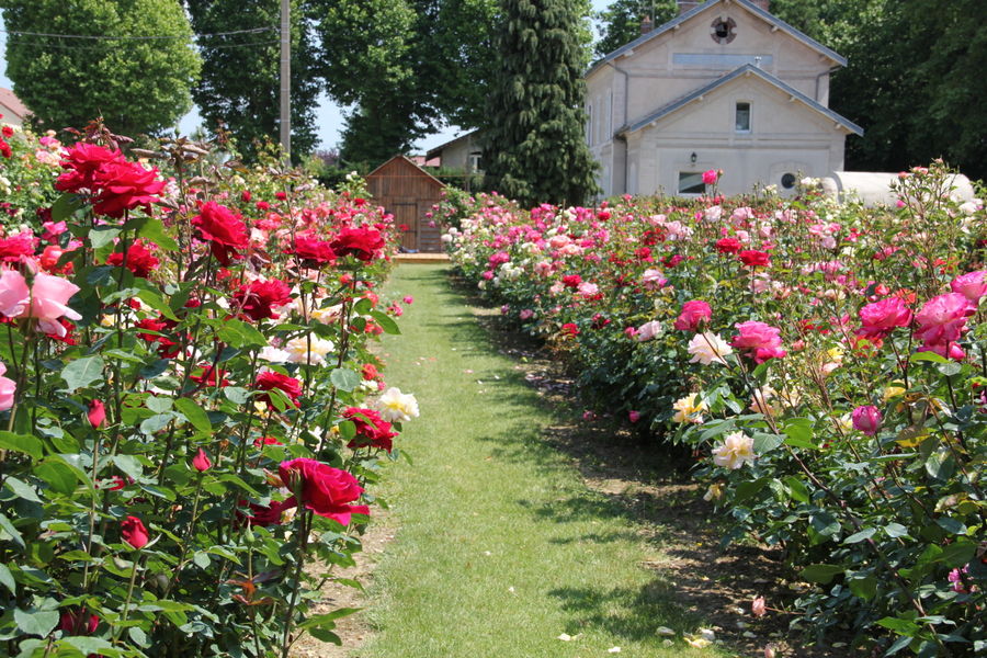 Chemin des Roses 1