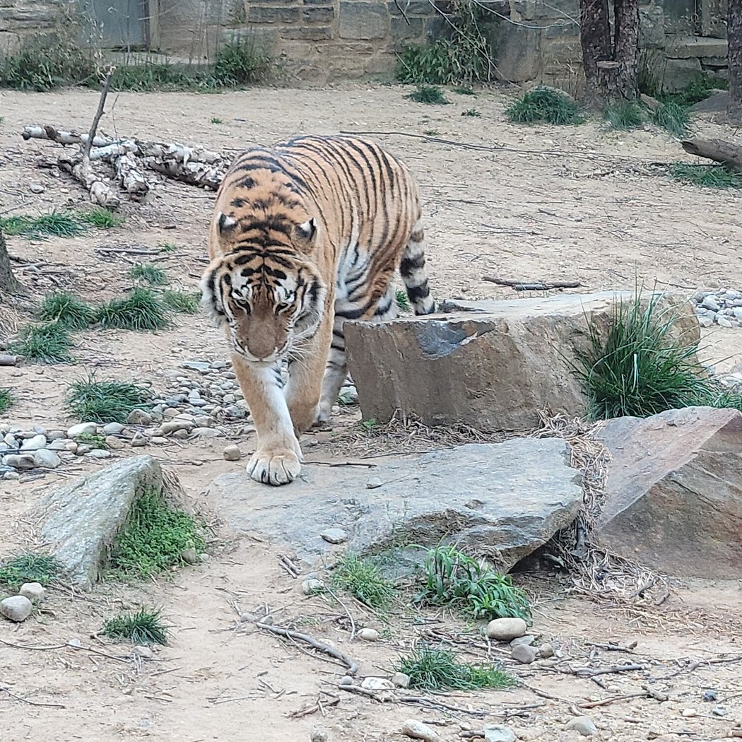 Giraffe Experience 5