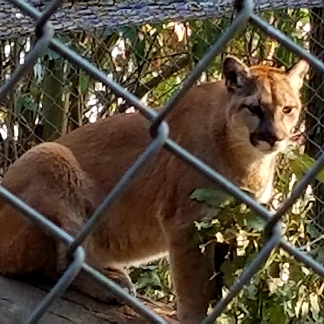 Sonoma County Wildlife Rescue 1