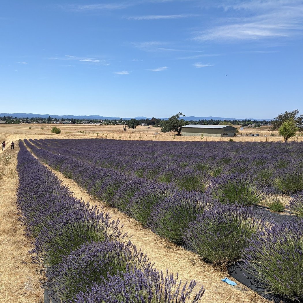 Lavender Labyrinth and Flower Gardens 2