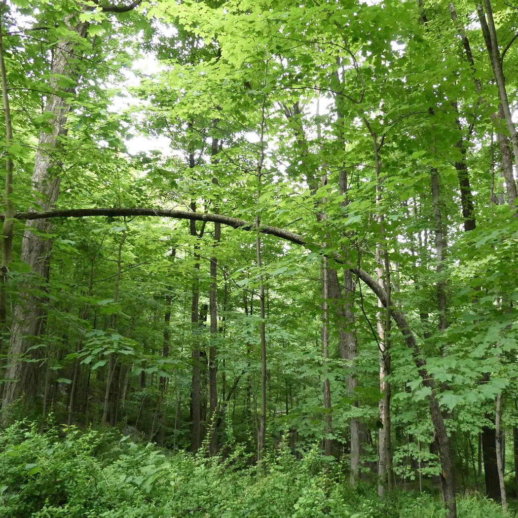 Fred Dill Wildlife Sanctuary 2
